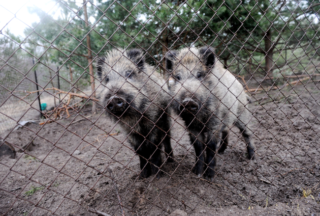 Mežacūkas kinoloģiskās mācību bāzes "Dālderi" teritorijā. Foto: Lita Krone, LETA