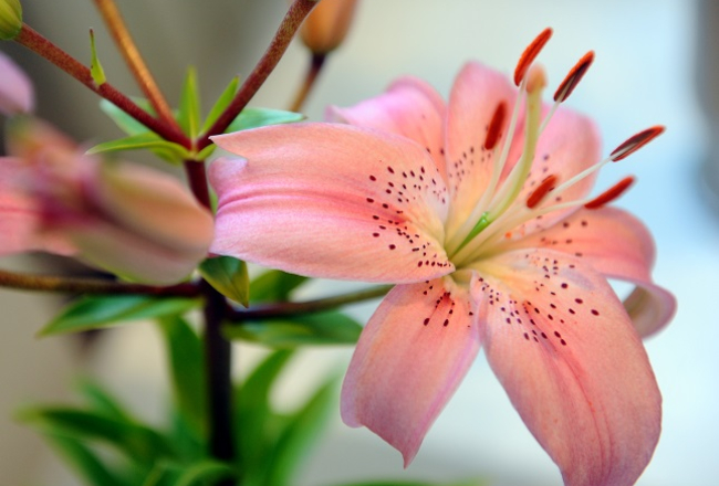 Lilijas. Foto: Edijs Pālens, LETA