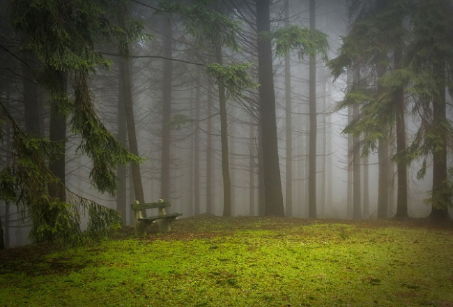 Mežā. Foto: pixabay.com