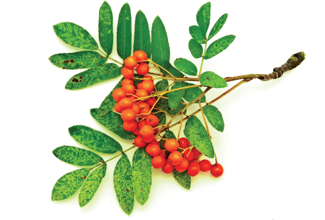 Foto — Panther Media/Scanpix