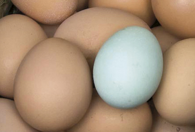 2017_09_araucana-egg-1-of-1.jpg