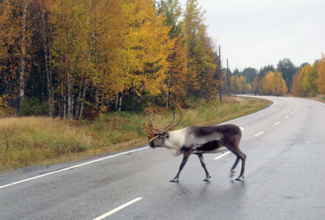 Ceļmalas ainiņas 2700 km velobraucienā Rīga—polārais loks—Nordkaps—Trumse, 2012.gads.
