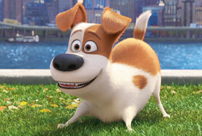 Mīluļu slepenā dzīve