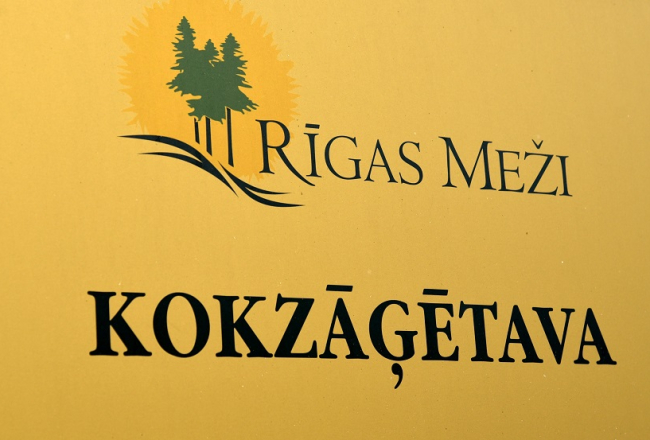 SIA "Rīgas meži" kokzāģētava "Norupe". Foto: Zane Bitere, LETA