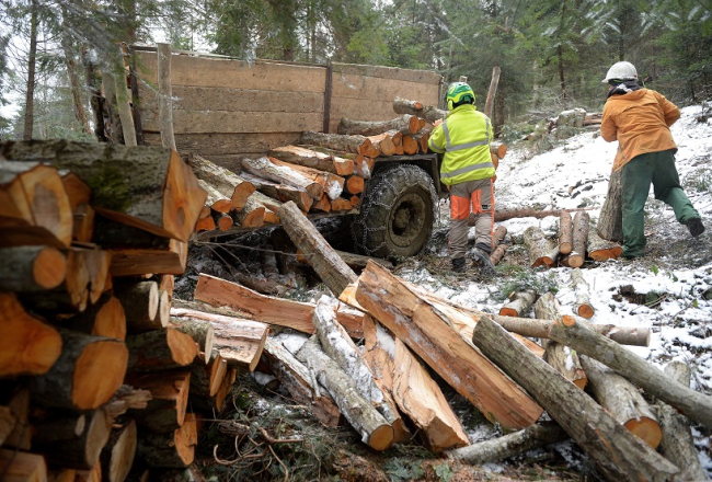 Polijā čakli strādā senā meža izcirtēji. Foto: EPA/LETA