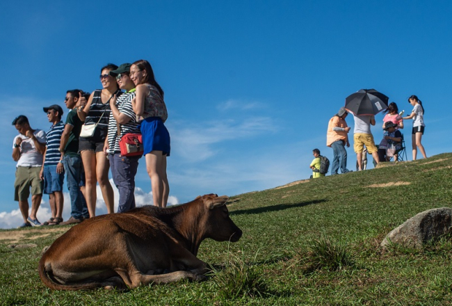 Ķīnas tūristi pozē pie govs Honkongas dabasparkā. Foto: AFP/LETA
