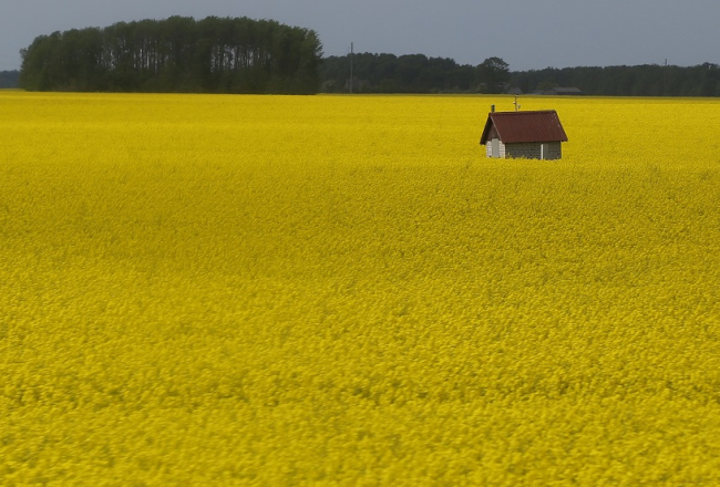 Rapšu lauks. Foto: Evija Trifanova, LETA