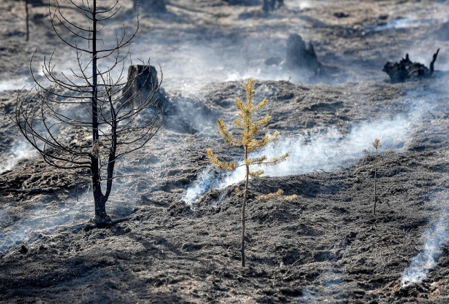 Gruzdošais mežs Zviedrijas vidienē 26. jūlijā netālu no Sarnas. Foto: AFP/LETA