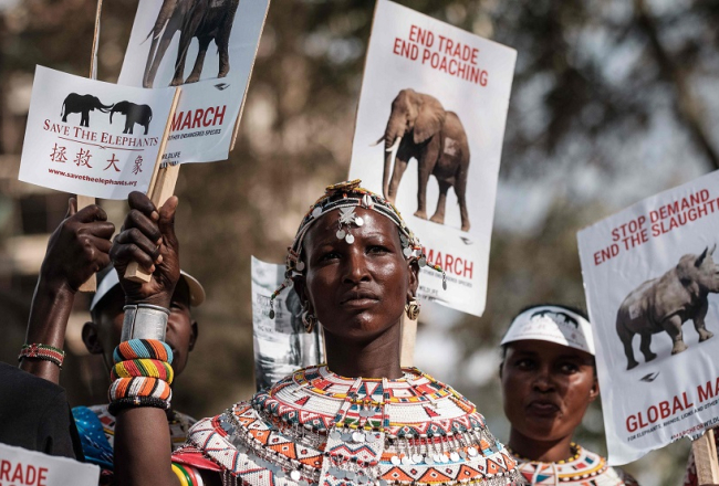 Samburu cilts sieviete piedalās akcijā, lai aizsargātu no iznīcināšanas Āfrikas ziloņus, nīlzirgus, degunradžus un citus cilvēka apdraudētus dzīvniekus. Foto: AFP/Scanpix