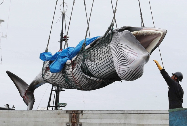 Japānas zvejnieku noķertais valis Hokaido salā. Foto: EPA/Scanpix