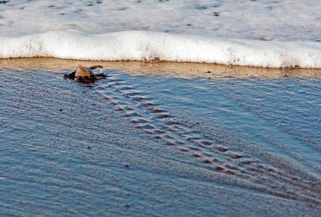 Ceļotājs Atlantijas okeānā. Foto: AFP/Scanpix/LETA