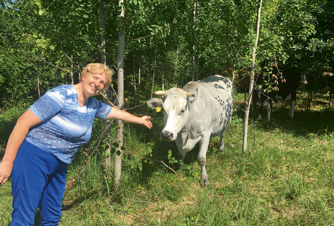 «Padomju laikos zilās govis saglabājās, pateicoties vietējiem, kuri tās turēja, paši iedami citos darbos. Pieticīgas. Ziemā iztiek tikai ar sienu, nav jādod skābsiens. Labas zīdītājas, savus bērnus sargā. Bet negantas, citām govīm šņākdamas metas virsū,» stāsta Aija Dejus.
Foto — Ieva Puķe