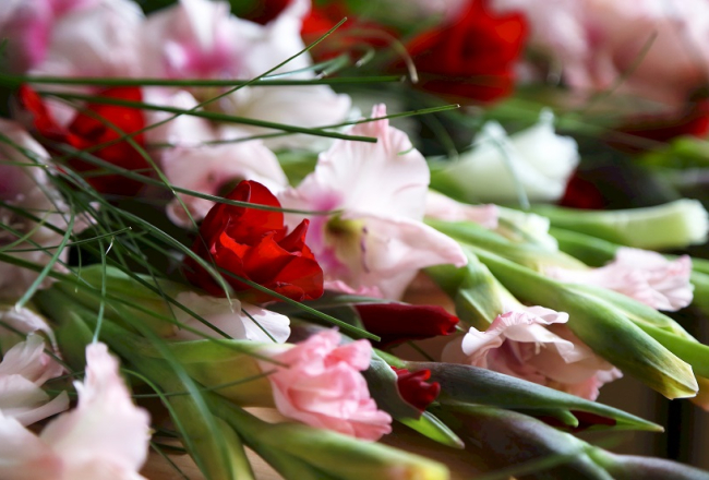 Gladiolas. Foto - Ieva Leiniša, LETA