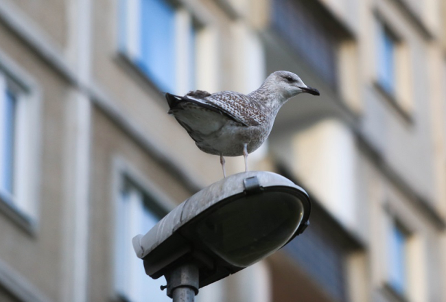 Foto - Paula Čurkste, LETA