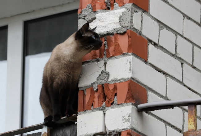 Kaķis uz daudzdzīvokļu ēkas balkona. Foto - Evija Trifanova, LETA