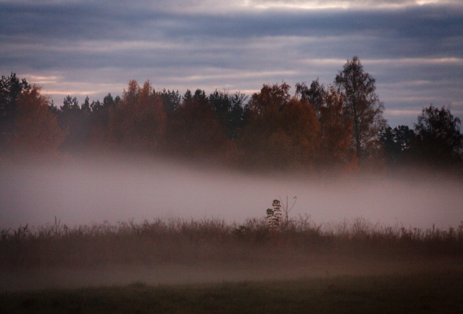 Migla virs pļavas. Foto - Edijs Pālens, LETA