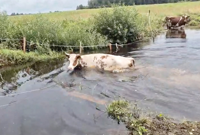 Lai no ganībām tiktu uz slaukšanu novietnē, Augšdaugavas novada Arāju govis brien pāri grāvim. Lietavās tas piepildījies ar ūdeni