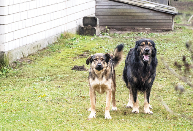 Suņi Džūda (pa kreisi) un Argo.