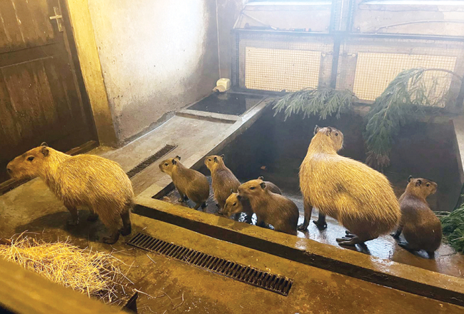 Pirmais pasaulē nākušais kapibarēns nosaukts par Maksimusu, jo izturēja dažādus izaicinājumus. Pārējiem vārdi vēl nav doti. Foto — Rīgas zoodārzs