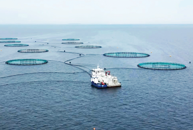 Uzņēmuma Musholm foreļu audzētava pie Dānijas krastiem. Līdzīgu sprostu principu vēlas realizēt arī Latvijā. Foto no uzņēmuma arhīva