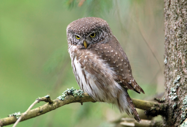 Apodziņš (Glaucidium passerinum) ir vismazākā no Latvijas pūcēm