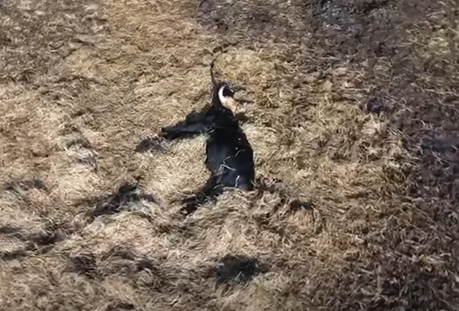 Ekrānuzņēmums no biedrības Zirga daba video Ķemeru Nacionālā parka pļavās