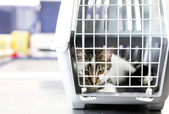 Ilustrācija — Freepik