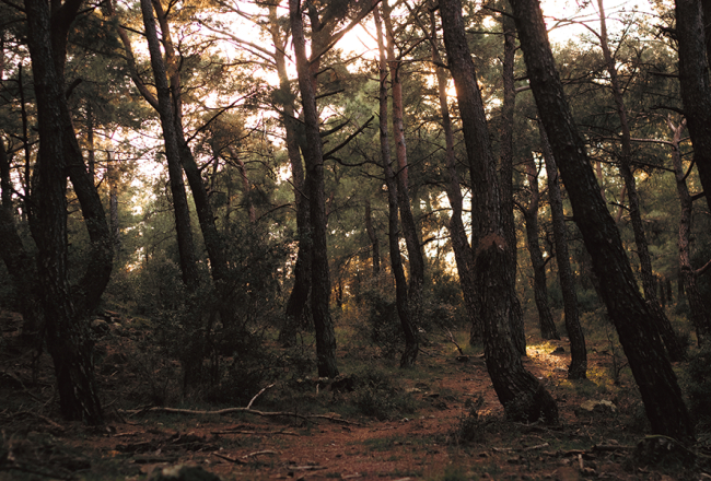Foto – Pexels