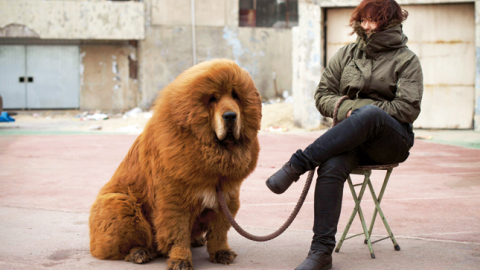 Kāda ķīniešu sieviete ar Tibetas mastifu suņu izstādē—pārdošanā uz dienvidiem no Pekinas. Iespaidīgā šķirne, kuras pārstāvji var sasniegt pat 80 kg svaru, pēdējā laikā ir kļuvusi par vienu no turīgās Ķīnas elites statusa simboliem — par krāšņākajiem tīrasiņu suņiem tiek prasīti pat 750 000 dolāru.