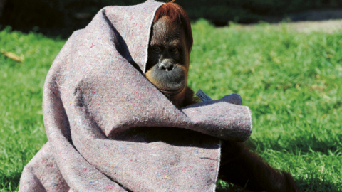 Brazīlijā, kas atrodas zemeslodes dienvidu puslodē, pašlaik ir ziemas vidus, un daudzi sūdzas, ka šogad tā esot netipiski skarba. Riodežaneiro zoodārzā orangutaniem pat izdalītas segas, lai paglābtos no «sala», kas pirms dažām dienām nokritās līdz +10 grādiem.
