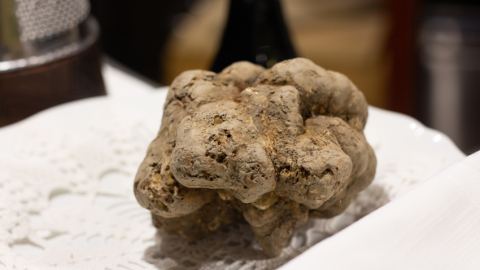 Albas baltā trifele (Tuber magnatum pico), dārgākā un aromātiskākā no trifeļu ģimenes. To ievāc no 21. septembra līdz 31. decembrim