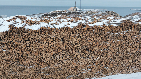 Kadrs no filmas Visi putni skaisti dzied. Publicitātes foto