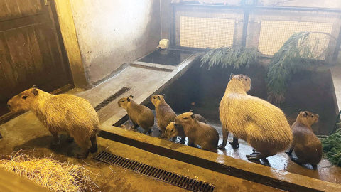 Pirmais pasaulē nākušais kapibarēns nosaukts par Maksimusu, jo izturēja dažādus izaicinājumus. Pārējiem vārdi vēl nav doti. Foto — Rīgas zoodārzs