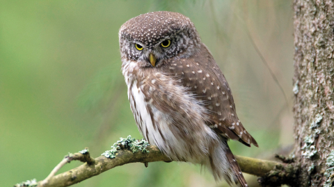 Apodziņš (Glaucidium passerinum) ir vismazākā no Latvijas pūcēm