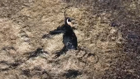 Ekrānuzņēmums no biedrības Zirga daba video Ķemeru Nacionālā parka pļavās