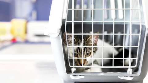 Ilustrācija — Freepik