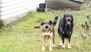 Suņi Džūda (pa kreisi) un Argo.