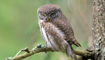 Apodziņš (Glaucidium passerinum) ir vismazākā no Latvijas pūcēm