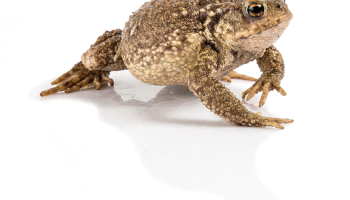 Parastais krupis Bufo bufo