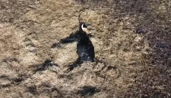 Ekrānuzņēmums no biedrības Zirga daba video Ķemeru Nacionālā parka pļavās