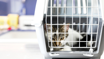 Ilustrācija — Freepik