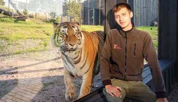 Siguldas Zoo līdzīpašnieks, dzīvnieku uzraugs Daniels Kalvišs kopā ar Amūras tīģeri Doniņu.