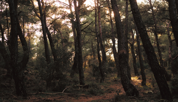 Foto – Pexels