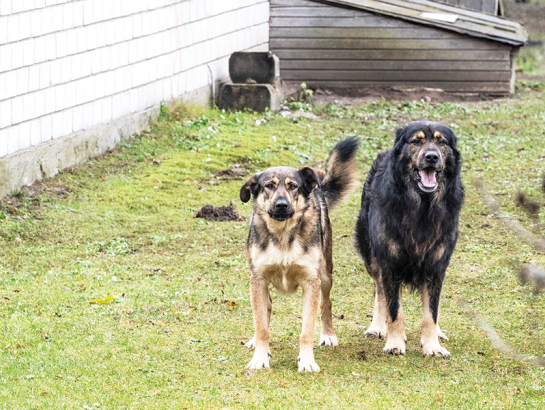 Suņi Džūda (pa kreisi) un Argo.