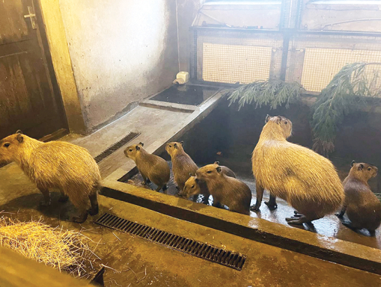 Pirmais pasaulē nākušais kapibarēns nosaukts par Maksimusu, jo izturēja dažādus izaicinājumus. Pārējiem vārdi vēl nav doti. Foto — Rīgas zoodārzs