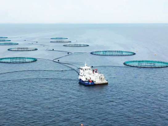 Uzņēmuma Musholm foreļu audzētava pie Dānijas krastiem. Līdzīgu sprostu principu vēlas realizēt arī Latvijā. Foto no uzņēmuma arhīva