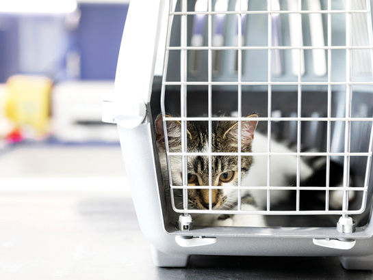 Ilustrācija — Freepik