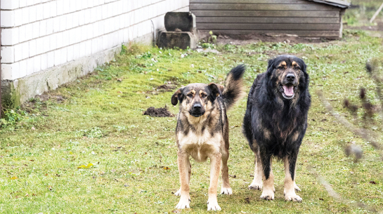 Suņi Džūda (pa kreisi) un Argo.