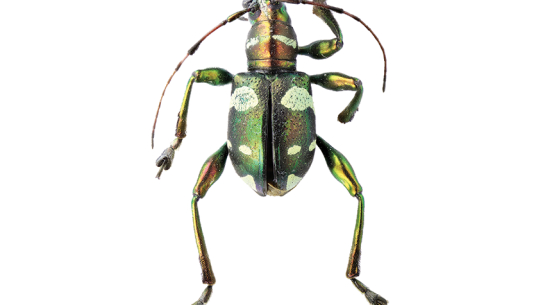 Jaunatklātā vabole Doliops kaupersi.
Foto no personīgā arhīva