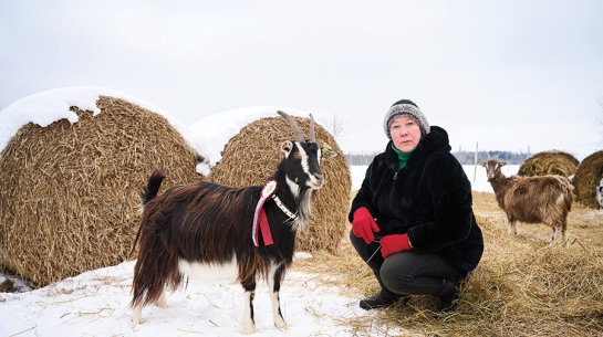Lai piedalītos kazu skaistumkonkursā, Ieva Kazkopības biedrībai nosūtīja vairākas fotogrāfijas ar savām kaziņām. Cilvēku interese balsot par kazām bijusi pārsteidzoši liela, atklāj saimniece.